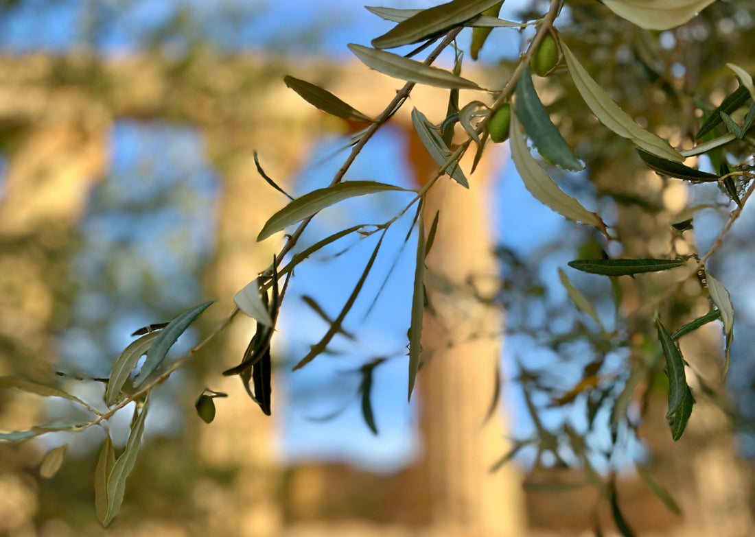 Cos’è davvero l’Olio Extravergine d’Oliva?