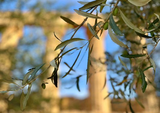 Cos’è davvero l’Olio Extravergine d’Oliva?